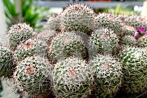 Close up of Mammillaria mazatlanensis cactus