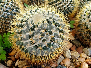 Close up Mammillaria Nivosa cactus.