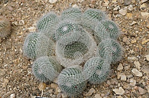 Close up of the Mammillaria parkinsonii, also known as owl-eye cactus