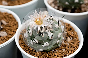 Close up  Mammillaria schiedeana with flower, desert plant with flower, desert plant