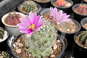 Close up  Mammillaria schumannii with flower, desert plant with flower, desert plant