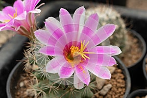 Close up  Mammillaria schumannii with flower, desert plant with flower, desert plant