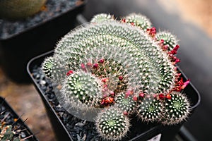 Close-up of Mammillaria spinosissima crestata cactus with flowers and small cactus around in flower pot.