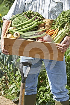 Close Up Of Man On Allotment With Box Of Home Grown Vegetables