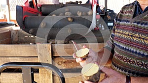 Close-up. a man cuts a potato and shows its quality. annual potatoes harvesting period on farm. potatoes waiting to go