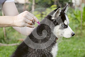 Close up of man dripping  a parasite remedy on the withers of his dog. Tick and flea prevention for a purebred Husky dog
