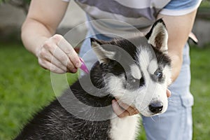 Close up of man dripping  a parasite remedy on the withers of his dog. Tick and flea prevention for a purebred Husky dog photo