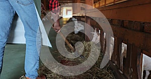 Close up man farmer giving fresh hay to goat standing barn stall. Farm employee feeding cattle herd in farmland. Man