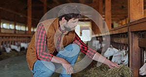 Close up man farmer giving fresh hay to goat standing barn stall. Farm employee feeding cattle herd from hands in