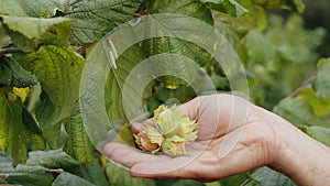 Close-up man farmer hands plucks collects ripe hazelnuts from a deciduous hazel tree bunch in garden