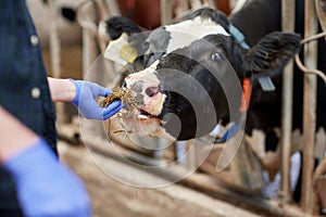 Close up of man feeding cow with hay on dairy farm