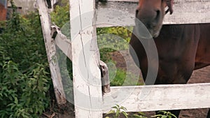 Close-up of a man feeding a horse from the palm of the paddock behind the fence. Brown horse eating from human hand. Caring for a