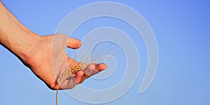 Close-up of man hand grasping rye ear bathed in sunlight at sunset. Abundance and fertility symbolism. Rustic countryside backdrop