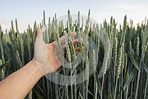 Close-up of man hand touching holding crops, young green wheat ears on a field in sunset. Close up on a beautiful field