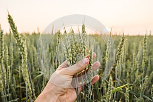 Close-up of man hand touching holding crops, young green wheat ears on a field in sunset. Close up on a beautiful field