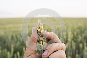 Close-up of man hand touching holding crops, young green wheat ears on a field in sunset. Close up on a beautiful field