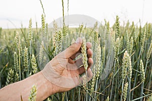 Close-up of man hand touching holding crops, young green wheat ears on a field in sunset. Close up on a beautiful field