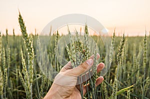 Close-up of man hand touching holding crops, young green wheat ears on a field in sunset. Close up on a beautiful field