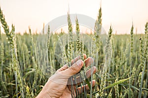 Close-up of man hand touching holding crops, young green wheat ears on a field in sunset. Close up on a beautiful field