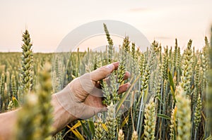 Close-up of man hand touching holding crops, young green wheat ears on a field in sunset. Close up on a beautiful field