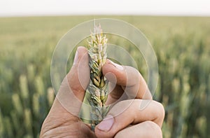 Close-up of man hand touching holding crops, young green wheat ears on a field in sunset. Close up on a beautiful field