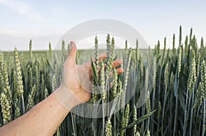 Close-up of man hand touching holding crops, young green wheat ears on a field in sunset. Close up on a beautiful field