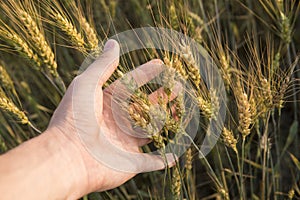 Close-up of man hand touching holding crops, young green wheat ears on a field in sunset. Close up on a beautiful field