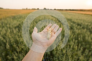 Close-up of man hand touching holding crops, young green wheat ears on a field in sunset. Close up on a beautiful field