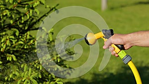 Close up of man hand watering beautiful green tree in garden on sunny day. Person spraying water on green plant and