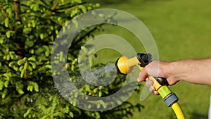 Close up of man hand watering beautiful green tree in garden on sunny day. Person spraying water on green plant and