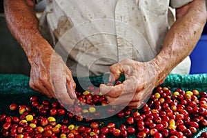 Close up man hands sorting the harvested fruits of the cofee tree before drying. Coffee plantations in Quindio - Buenavista