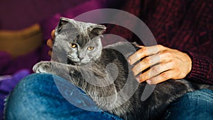 Close-up of man holding ahis cute purring cat. Muzzle of a cat and a man`s hands. Love cats and humans. Relationship