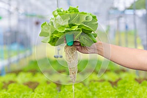 Close up man holding fresh vegetables Green Cos Romaine Lettuce from garden organic farm. bio Hydroponic plant harvest and healthy