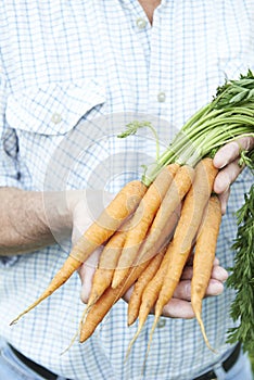 Close Up Of Man Holding Freshly Picked Carrots