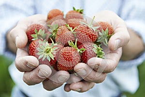 Close Up Of Man Holding Freshly Picked Strawberries