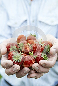 Close Up Of Man Holding Freshly Picked Strawberries