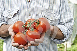 Close Up Of Man Holding Home Grown Tomatoes