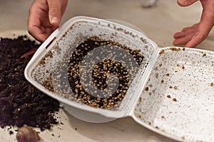 Close up. A man holds a white bowl with snail embryos in his hands