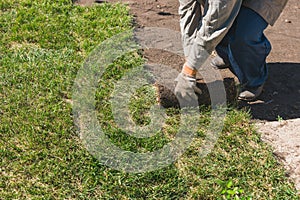 Close-up man laying grass turf rolls for new garden lawn