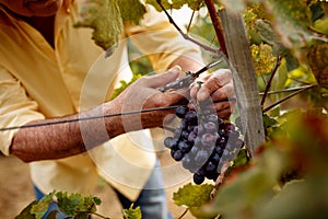 Close-up man picking red wine grapes on vine