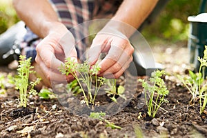 Close Up Of Man Planting Seedlings In Ground On Allotment