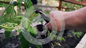 Close-up of a man plucking an sheet of basil. A farmer checks his crop of basil grown without the use of GMOs and