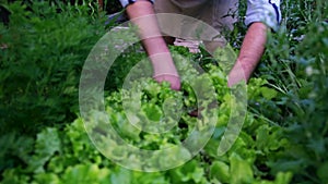 Close-up of a man plucking a sheet of salat. A farmer checks his crop of basil grown without the use of GMOs and