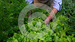 Close-up of a man plucking a sheet of salat. A farmer checks his crop of basil grown without the use of GMOs and