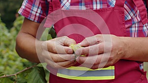 Close-up man's farmer hand plucks collects ripe hazelnuts from deciduous hazel tree bunch in garden