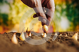 close up of a man& x27;s fingers planting onion seeds chive in ground.