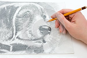 Close-up of a man`s hand draws a drawing with a simple pencil. Drawing of a dog`s head on paper. Horizontal photo.