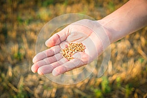 Close up of a man's hand full of wheat grains. Reaped wheat field in the background.