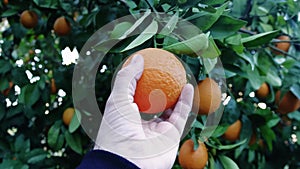 Close-up: man's hand picking ripe orange, perfect for health food. Highlights health food benefits in nature. Ideal
