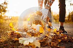 Close up of man`s hands collecting a pile of yellow and red old fallen leaves near the park alley. Male volunteer picks up a stac